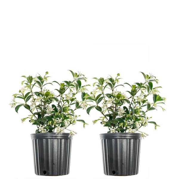 Unbranded 1 Gal. Flowering White Confederate Jasmine Shrub (2-Pack)