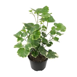 6 in. Variegated Dinner Plate Aralia (Aralia Balfouriana) Live House Plant in Grower Pot