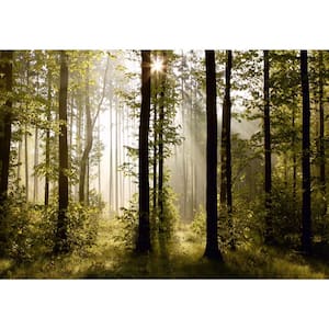 Sunrise - Morning in the Forest Non-Woven Wall Mural