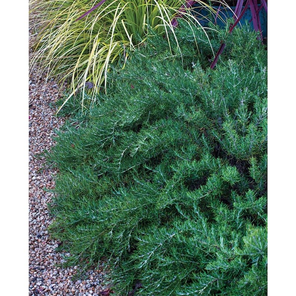 Perennial Rosemary Officinalis 2.5 Qt. 1039 - The Home Depot