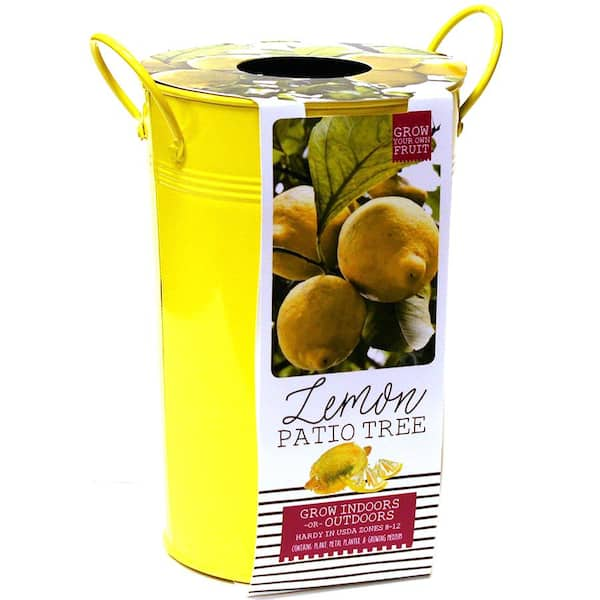 Meyer Lemon Tree 34285 - The Home Depot