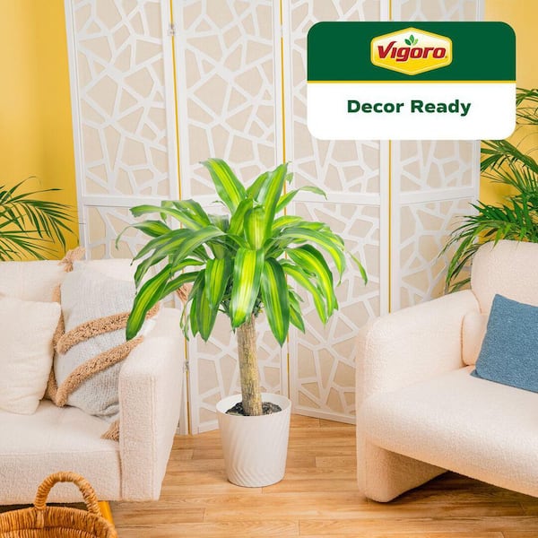 full grown fiddle leaf fig outdoors Fiddle Leaf Fig Tree (Ficus lyrata)  Pots For Plants
