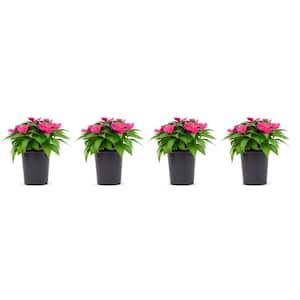 1 Qt. Pink SunPatiens Impatiens Outdoor Annual Plant with Pink Flowers in 4.7 in. Grower's Pot (4-Plants)