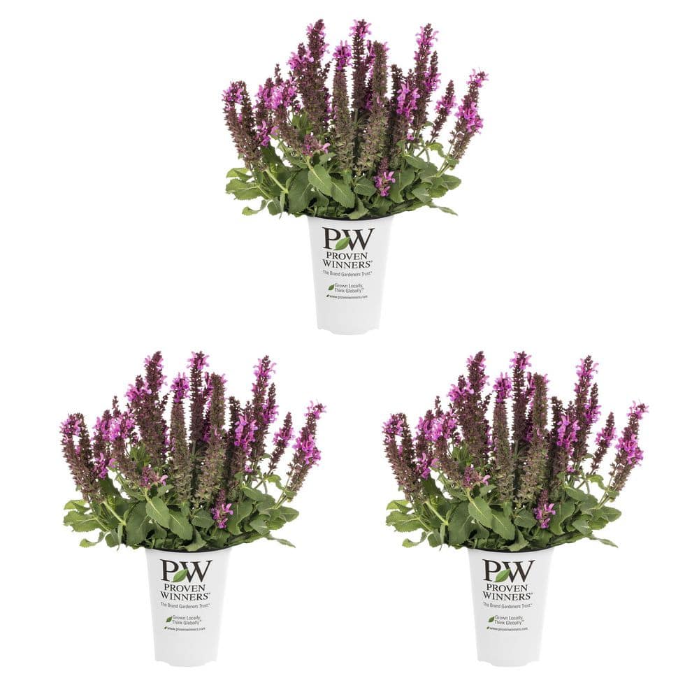 2 qt. Salvia Sage Profusion Pink Perennial Plant (3-Pack) price history on PriceWatchPro