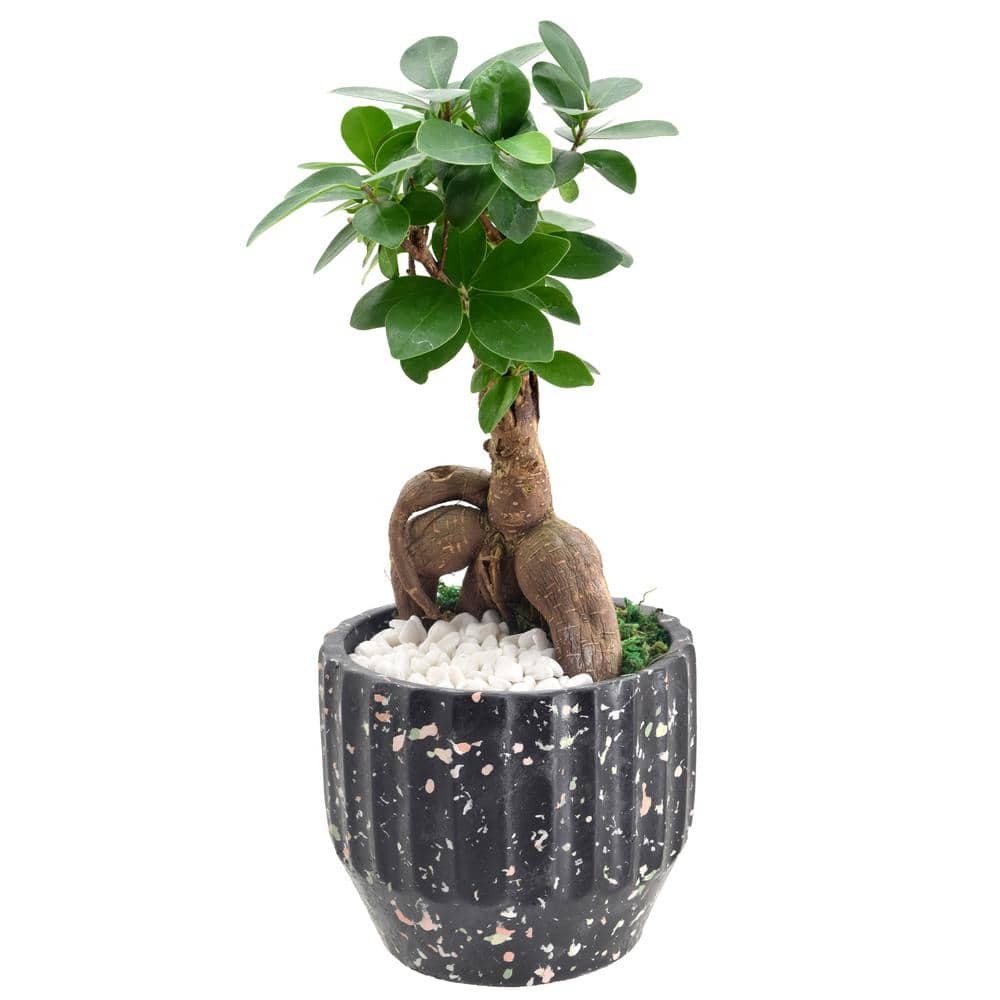 Ginseng Ficus Bonsai in Black Speckled Ceramic Planter