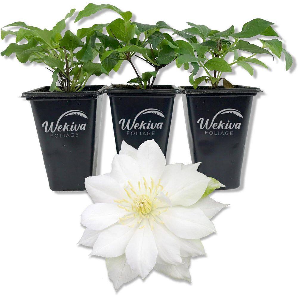 Clematis Duchess of Edinburgh 3-Live Starter Plants in 2 in. Growers Pots-Starter Plants Ready-Clematis price history on PriceWatchPro