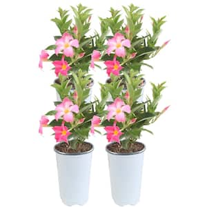 Pink Premium Mandevilla Outdoor Plant in 1.5 pt. Grower Pot, Avg. Shipping Height 1 ft. Tall (4-Pack)