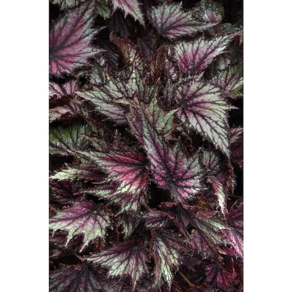 national PLANT NETWORK 6 in. Jurassic Jr. Fire Spike Rex Begonia Plants in Grower Containers 2-Piece