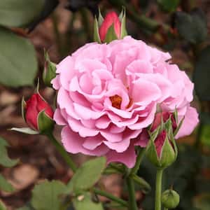 Bare Root Lavender Rose Plant with Blooms