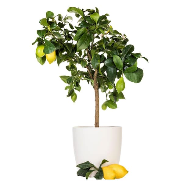 Alder & Oak #3 container-New Zealand Lemonade Lemon Tree CIZL03
