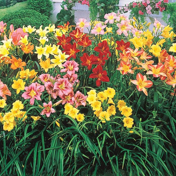 Spring Hill Nurseries Reblooming Daylily (Hemerocallis) MIxture, Dormant Bare Root Perennial Plants, 3-Pack