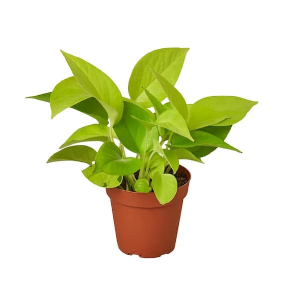 PPC INTERNATIONAL LLC Pothos Neon Epipremnum Aureum Plant in 4 in. Grower Pot
