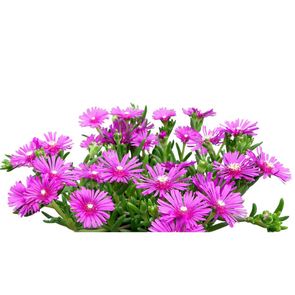 6PK Delosperma Perennial Plant with Magenta Flowers-1 Pack