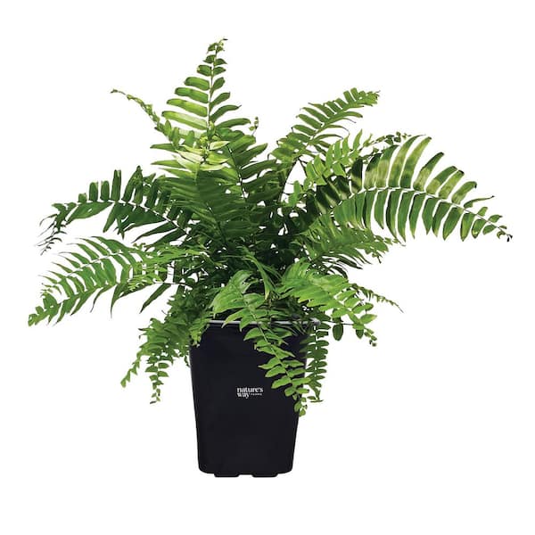 Fern Macho Live Outdoor Plant in Growers Pot Average Shipping Height 1-2 Ft. Tall