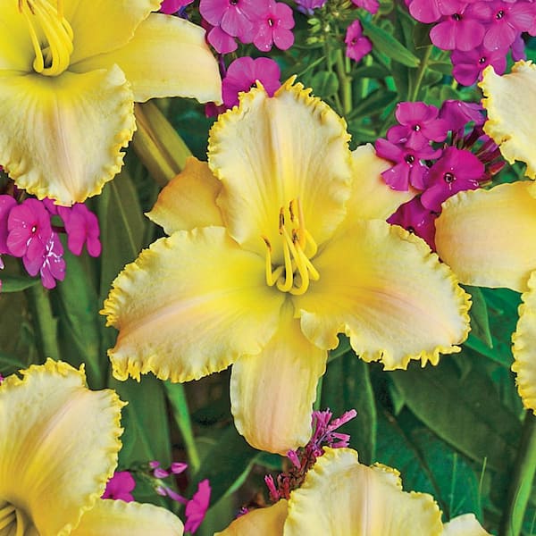 Spring Hill Nurseries Ruffled Pastel Cheers Daylily (Hemerocallis), Jumbo Bare Root Perennial Plant (1-Pack)