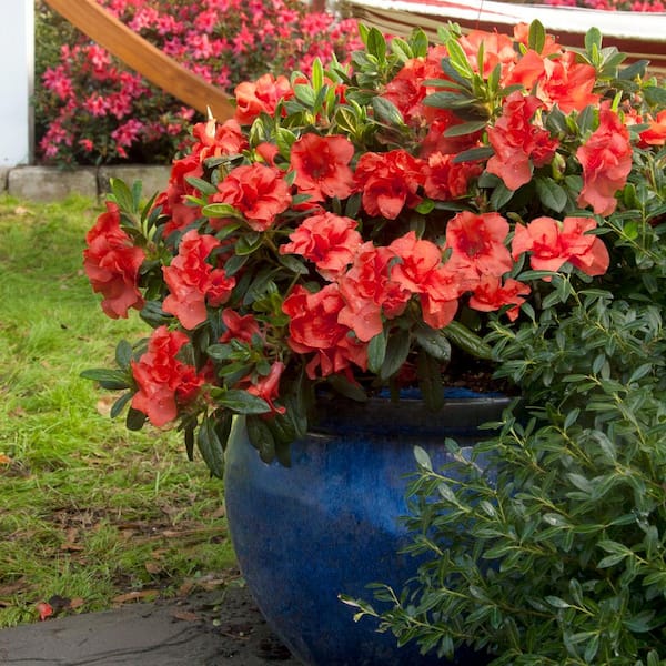 ENCORE AZALEA 1 Gal. Autumn Embers Shrub with Red Flowers 10350 