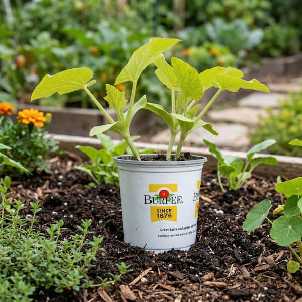 Burpee 3.5 in. Crookneck Yellow Squash Plant (4-Pack) SQUCROYY0