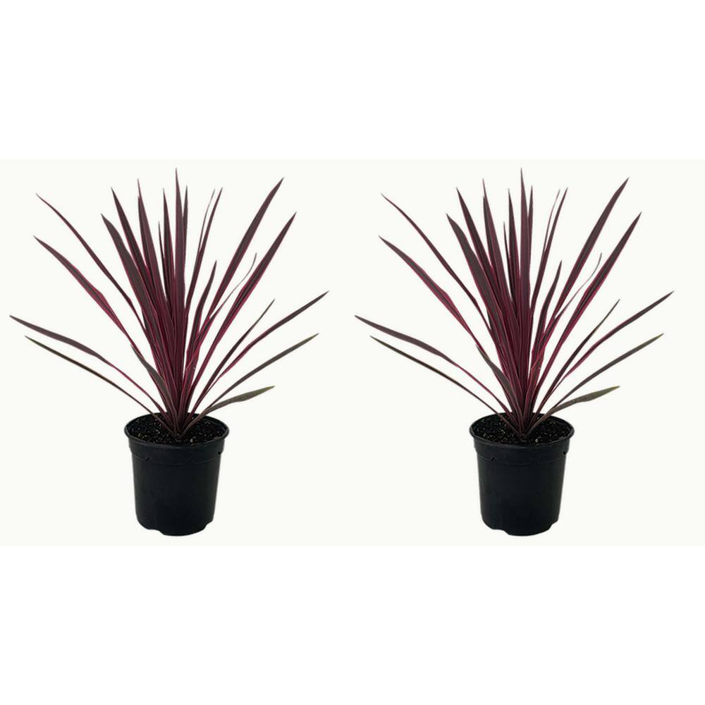 Perennial Grass Cordyline Paso Doble 2.5 qt. (2-Pack) 1218 - The Home Depot