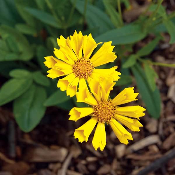 Unbranded #1 Leading Lady Sophia Yellow Tickseed Plant