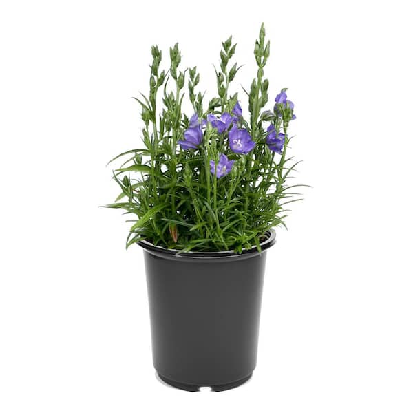 1.5 GL Campanula persicifolia Takion Blue Perennial Plant with Violet-Blue Flowers-(1-Pack)