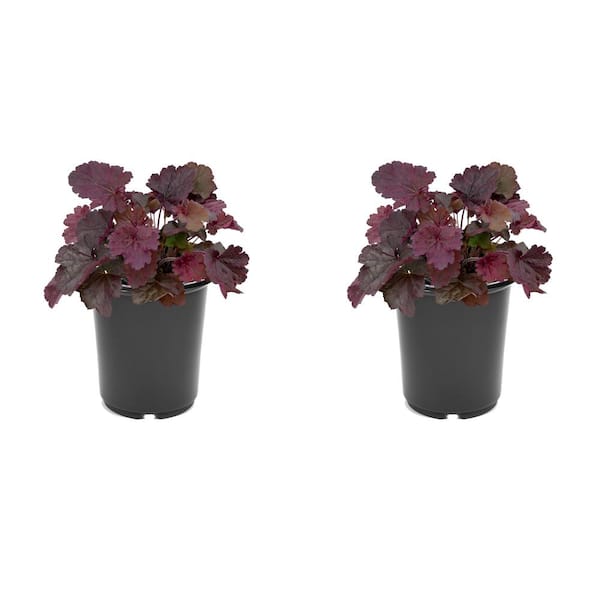 Unbranded 2.5QT Heuchera Forever Purple Perennial Plant with Pink Flowers - 2 Pack