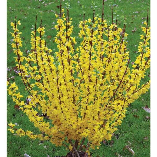 PROVEN WINNERS Show Off ColorChoice Forsythia - 4.5 in. Quart