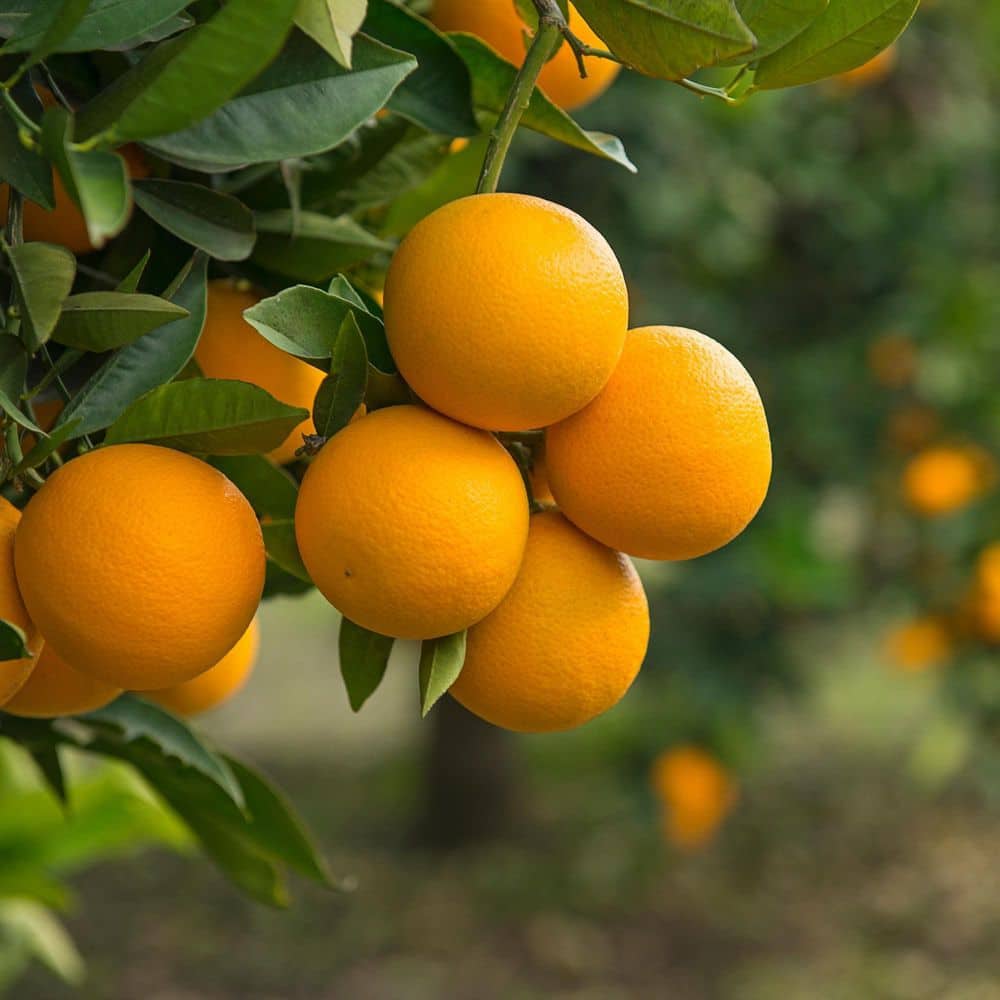 #5 Container Valencia Orange Semi Dwarf Evergreen Tree