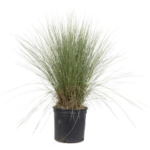 2.5 Qt. Pink Muhly Grass, Live Plant with Pink Plumes