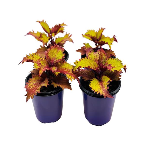 Coleus Gold Lace – Premier Growers, Inc.