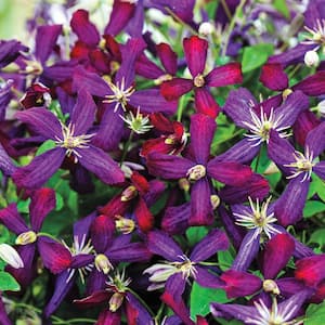 4 in. Pot Sweet Summer Love Clematis Vine Live Potted Perennial Plant with Red Flowers (1-Pack)