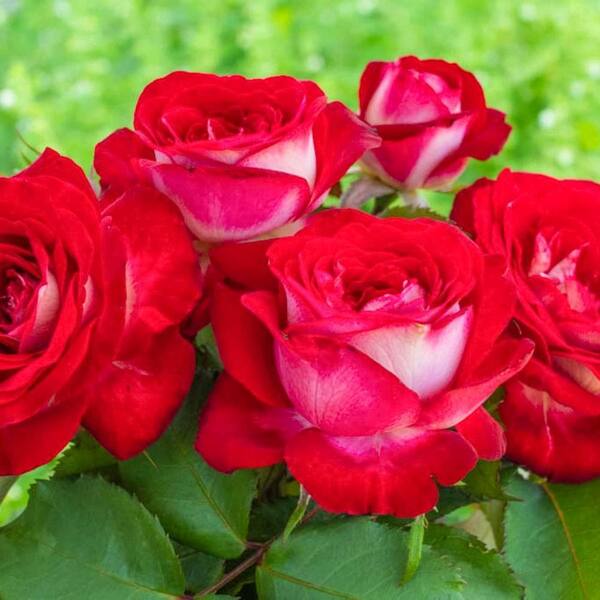DIRECT GARDENING Love at First Sight Hybrid Tea Rose, Dormant Bare
