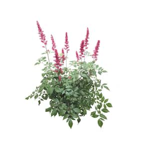 Astilbe Fanal Plant