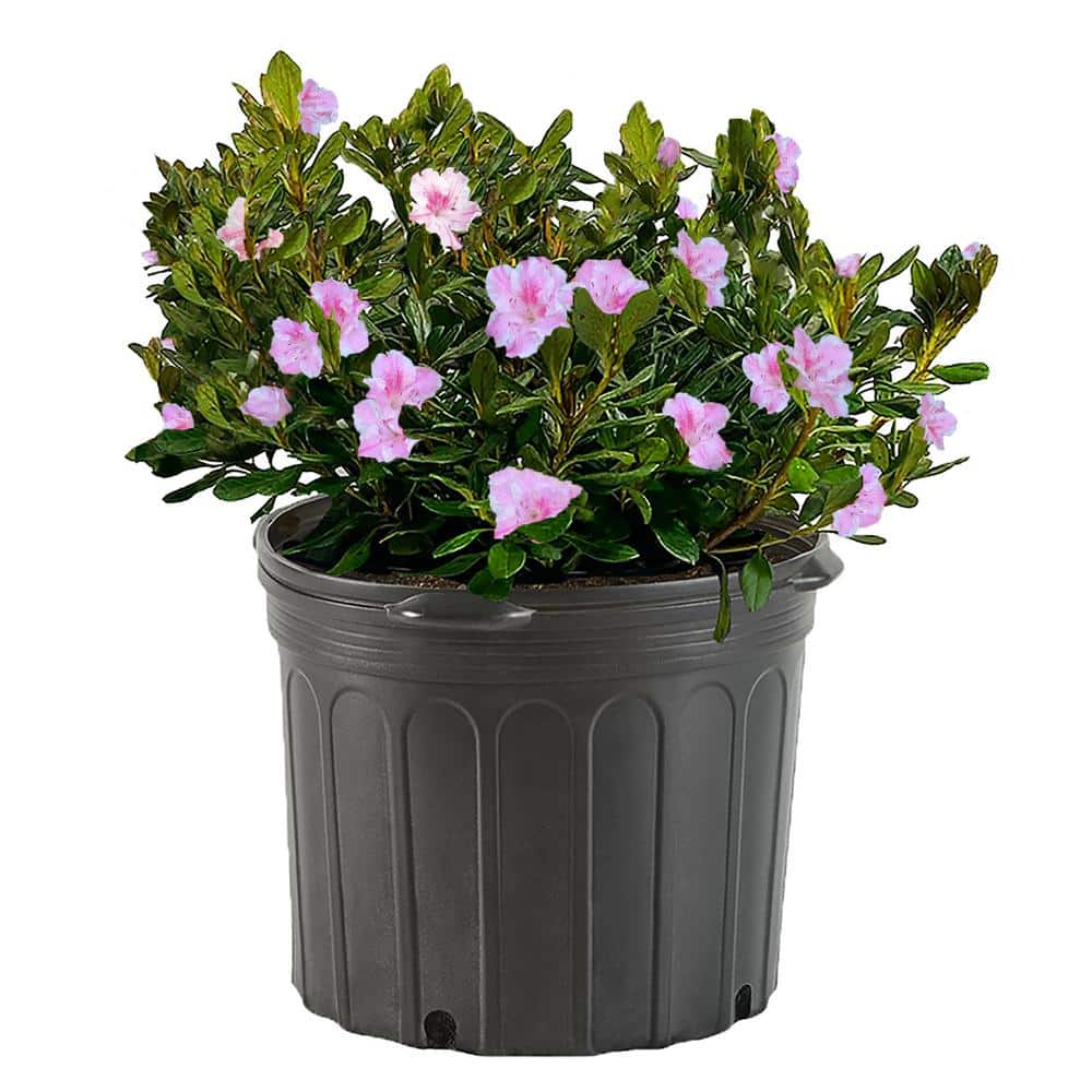 2.25 Gal. Conversation Piece Azalea Shrub with Unique Pink Blooms and ...