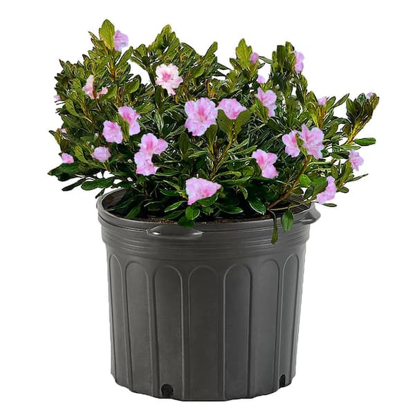 Unbranded 2.25 Gal. Conversation Piece Azalea Shrub with Unique Pink Blooms and Green Foliage