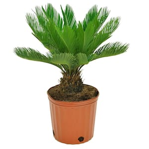 10 in. Sago Palm Cycas Premium Plant