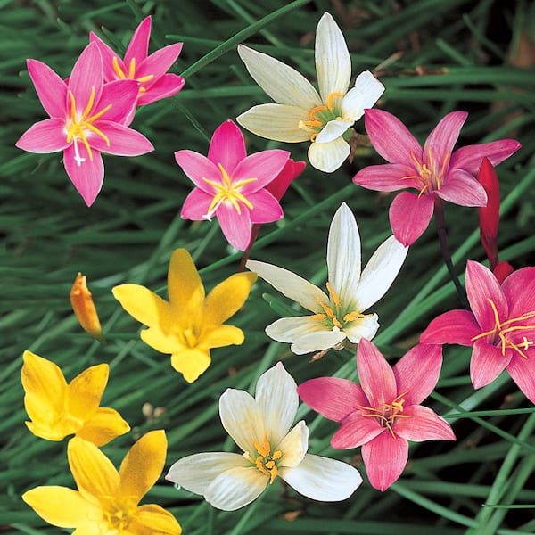 ALTMAN PLANTS 2.6 qt. Zephyranthes Candida Rain Lily Perennial Plant With White Flowers