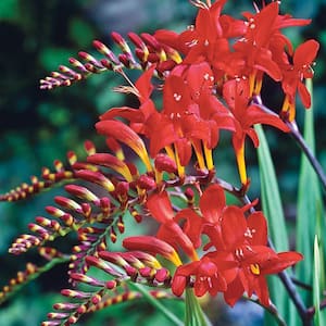 Crocosmia Lucifer Bulbs (5-Pack)