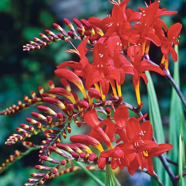 DIRECT GARDENING Lucifer Red Flowering Crocosmia Dormant Bare Root Summer Flowering Bulbs (10-Pack)