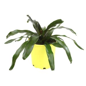 4 qt. Bromeliad Neoregelia Royal Burgundy Tropical Perennial Outdoor Plant with Maroon and Green Foliage in Grower Pot