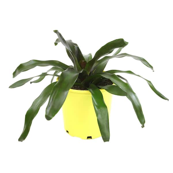 ALTMAN PLANTS 4 qt. Bromeliad Neoregelia Royal Burgundy Tropical Perennial Outdoor Plant with Maroon and Green Foliage in Grower Pot
