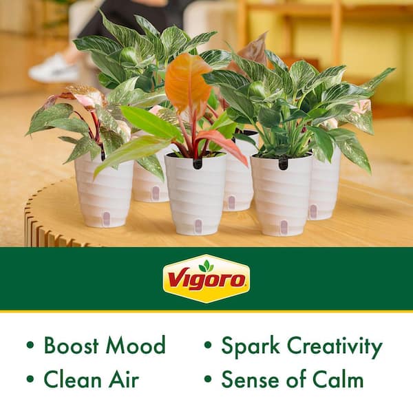 Vigoro Grower's Choice Philodendron Plant in 6in. White Decor Pot, Avg. Shipping Height 1-2 ft. Tall (6-Pack)