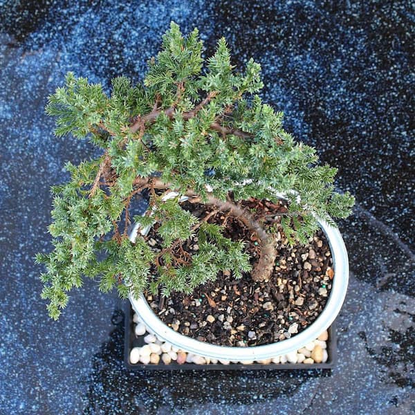 Reviews for brussel's BONSAI Green Mound Juniper Bonsai Outdoor Plant in  Ceramic Bonsai Pot Container, 5-Years Old, 6 to 10 in. | Pg 1 - The Home  Depot