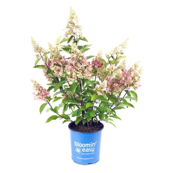 BLOOMIN' EASY 2 Gal. Candelabra Hardy Hydrangea (Paniculata) Live Shrub, Creamy White and Red Flowers