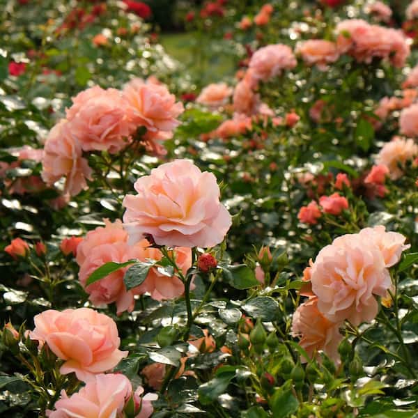 national PLANT NETWORK Bare Root Rose Cherish with Apricot Flowers