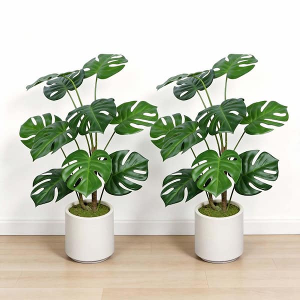 philodendron el choco red pflege Philodendron El Choco Red  Lichtenfelt's