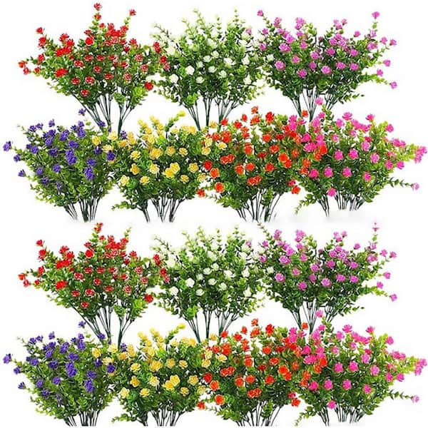 flower plants for sale online Alana Dwarf Gladiolus