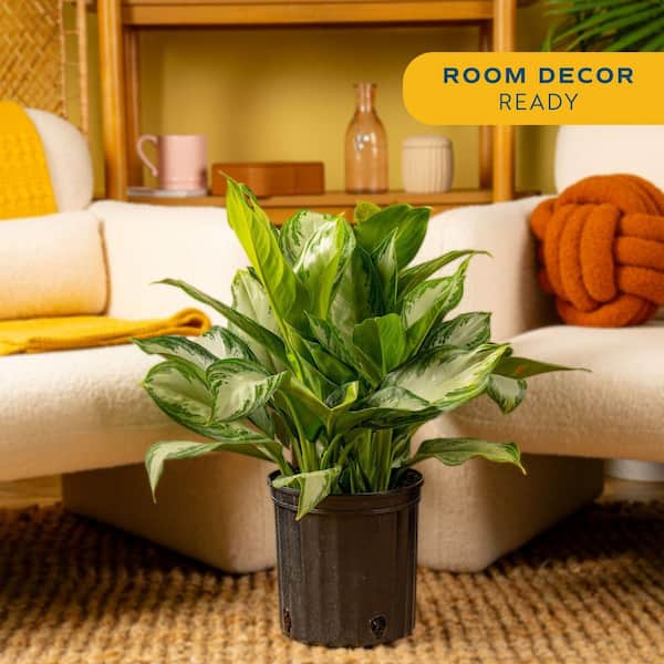 Costa Farms Silver Bay Aglaonema Chinese Evergreen in 9.25-Inch Grower Pot