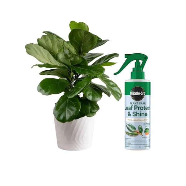 Fiddle Leaf Fig Indoor Plant Care Kit with 8 fl. oz. 4-in-1 Plant Care Spray