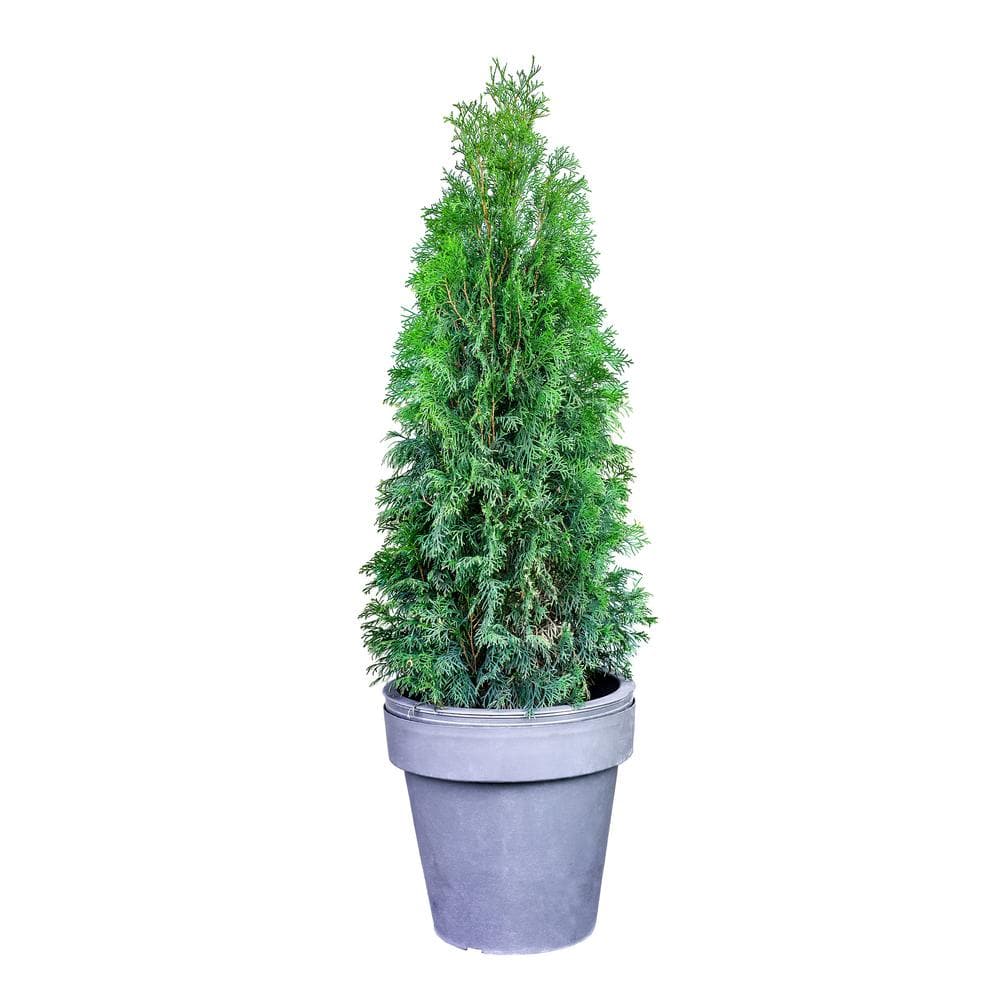 1 Gal. Emerald Green Arborvitae Shrub price history on PriceWatchPro
