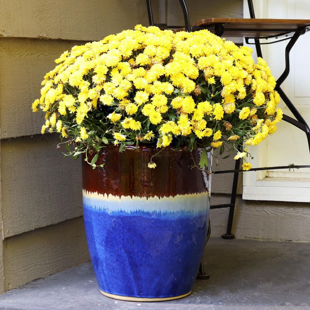 Beachcomber 14-Inch Glazed Ceramic Indoor/Outdoor Planter